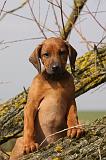 RODESIAN RIDGEBACK 182